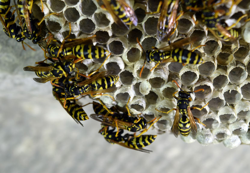 How To Perform A Safe Wasp Nest Removal - myrsky.com